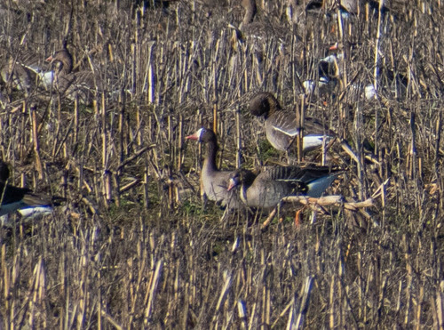 Lesser White-fronted Goose (Anser erythropus), photo 9