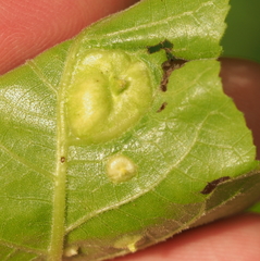 Phylloxera notabilis