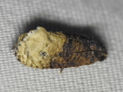 Ecdytolopha mana