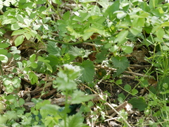 Vespula