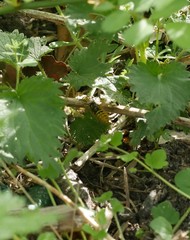Vespula
