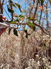 Vitex mollis
