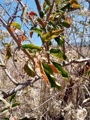 Vitex mollis