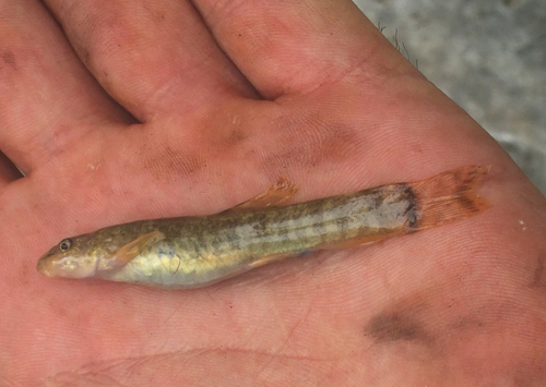 Namir's loach (Oxynoemacheilus namiri) — Nemacheilidae — 2