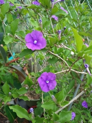 Brunfelsia australis