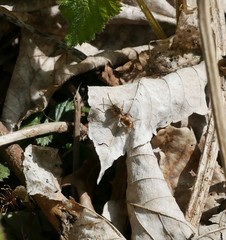 Nomada