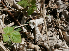Nomada