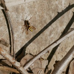 Nomada