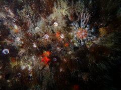 Alcyonium variabile