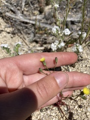 Malacothrix clevelandii