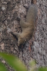 Callosciurus pygerythrus