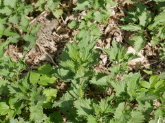 Urtica dioica