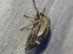 Ophiderma grisea
