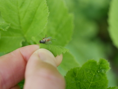 Brachycera