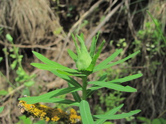 Eriophyes euphorbiae