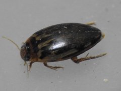 Coptotomus