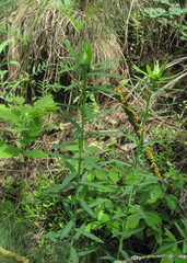 Eriophyes euphorbiae