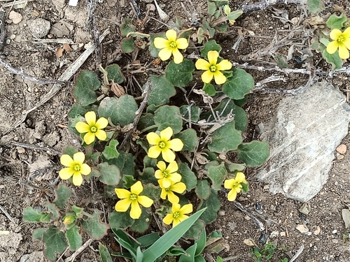 Image of Oxalis dichondrifolia by (c) José Gerardo Velasco, some rights reserved (CC BY-SA)
