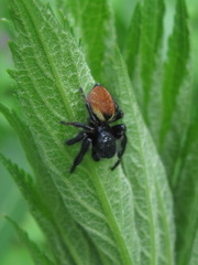 Carrhotus xanthogramma