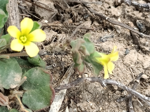 Image of Peonyleaf Woodsorrel (Oxalis dichondrifolia) by (c) José Gerardo Velasco, some rights reserved (CC BY-SA)