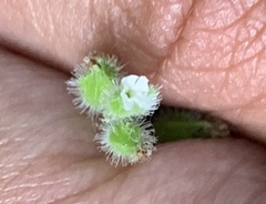 Myosotis verna