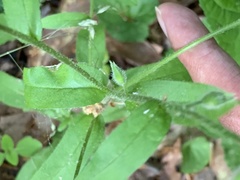 Myosotis verna