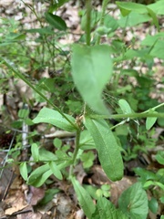 Myosotis verna