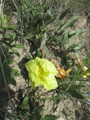 Oenothera howardii