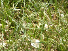 Poa bulbosa