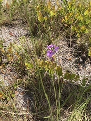 Calopogon