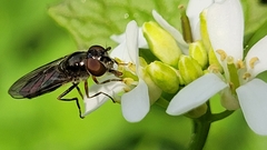 Platycheirus