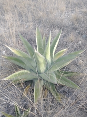 Agave asperrima
