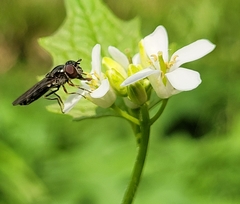Platycheirus
