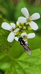 Platycheirus