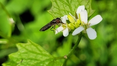 Platycheirus