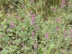 Fumaria officinalis