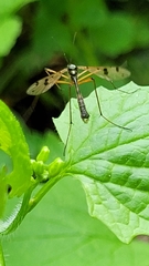 Ptychoptera contaminata