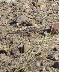 Aspidoscelis uniparens