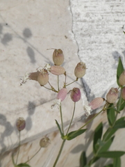 Silene vulgaris