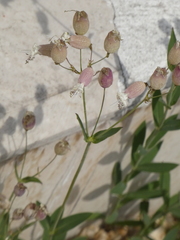 Silene vulgaris
