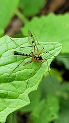 Ptychoptera contaminata