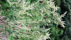 Artemisia afra