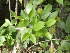 Ligustrum lucidum