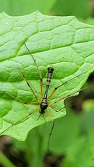 Ptychoptera contaminata