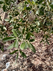 Vitex mollis