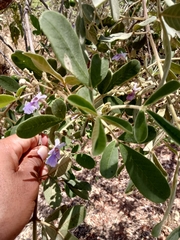 Vitex mollis