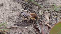 Andrena