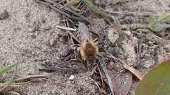 Andrena