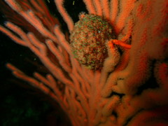 Gynandrocarpa placenta