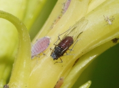 Neophyllaphis varicolor